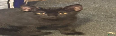 Domestic Shorthair 4