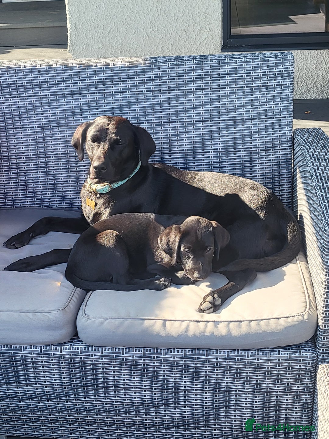 Labrador Retriever dogs for sale: Calm & gentle black 10wk old boy & girl - working - Image 6