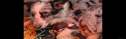 Border Collie dogs for sale: Broder collie - Advert 3