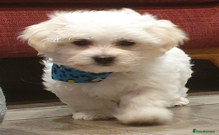 Maltese dogs - Advert 6