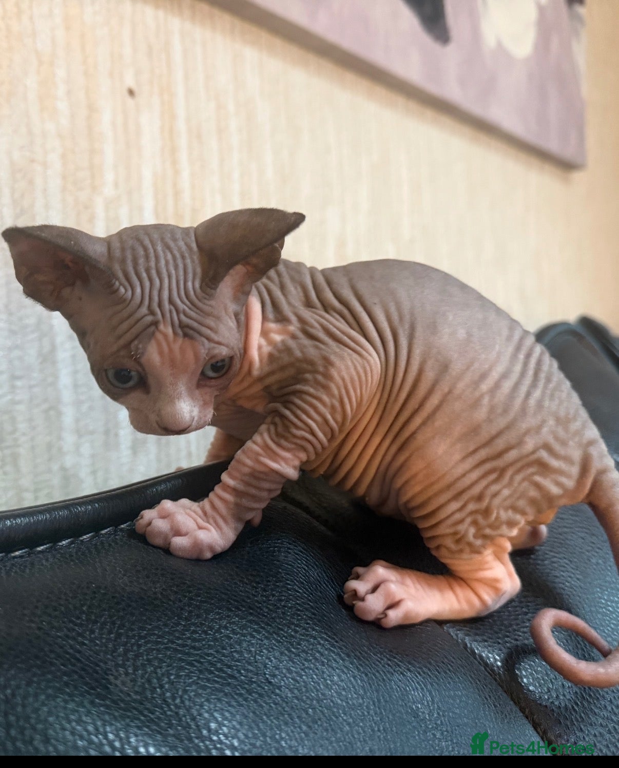 Sphynx cats Gorgeous male Sphynx kittens for sale  - Advert 9