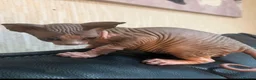 Sphynx cats for sale: Gorgeous male Sphynx kittens for sale  in Liverpool - Advert 1