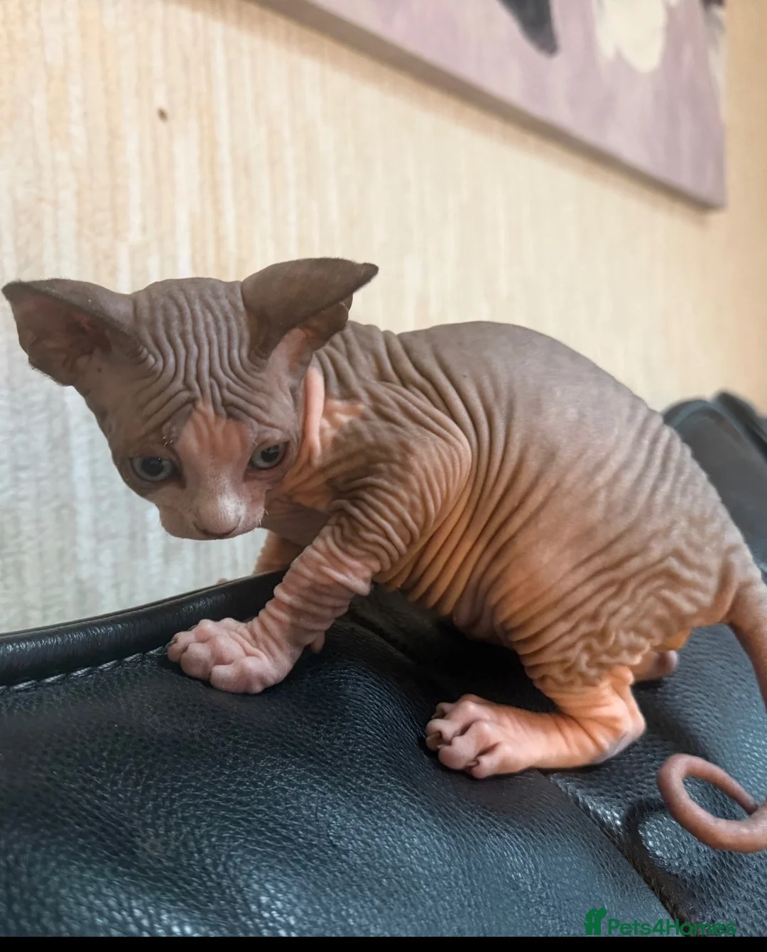 Sphynx cats for sale: Gorgeous male Sphynx kittens for sale  in Liverpool - Advert 1