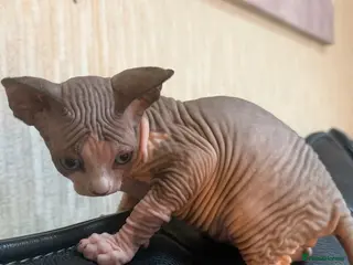 Sphynx cats Gorgeous male Sphynx kittens for sale - Advert 1