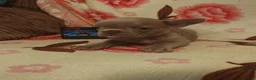 French Bulldog dogs for sale: French bulldog puppie  - Advert 4