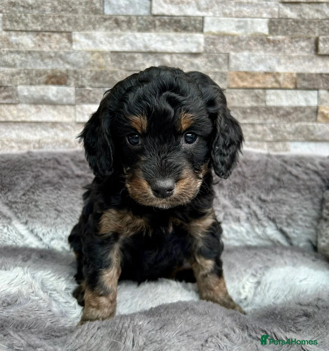 Cockapoo dogs for stud: TRICOLOUR F1 PROVEN ATAT CERTIFIED COCKAPOO STUD in Bromley - Advert 18