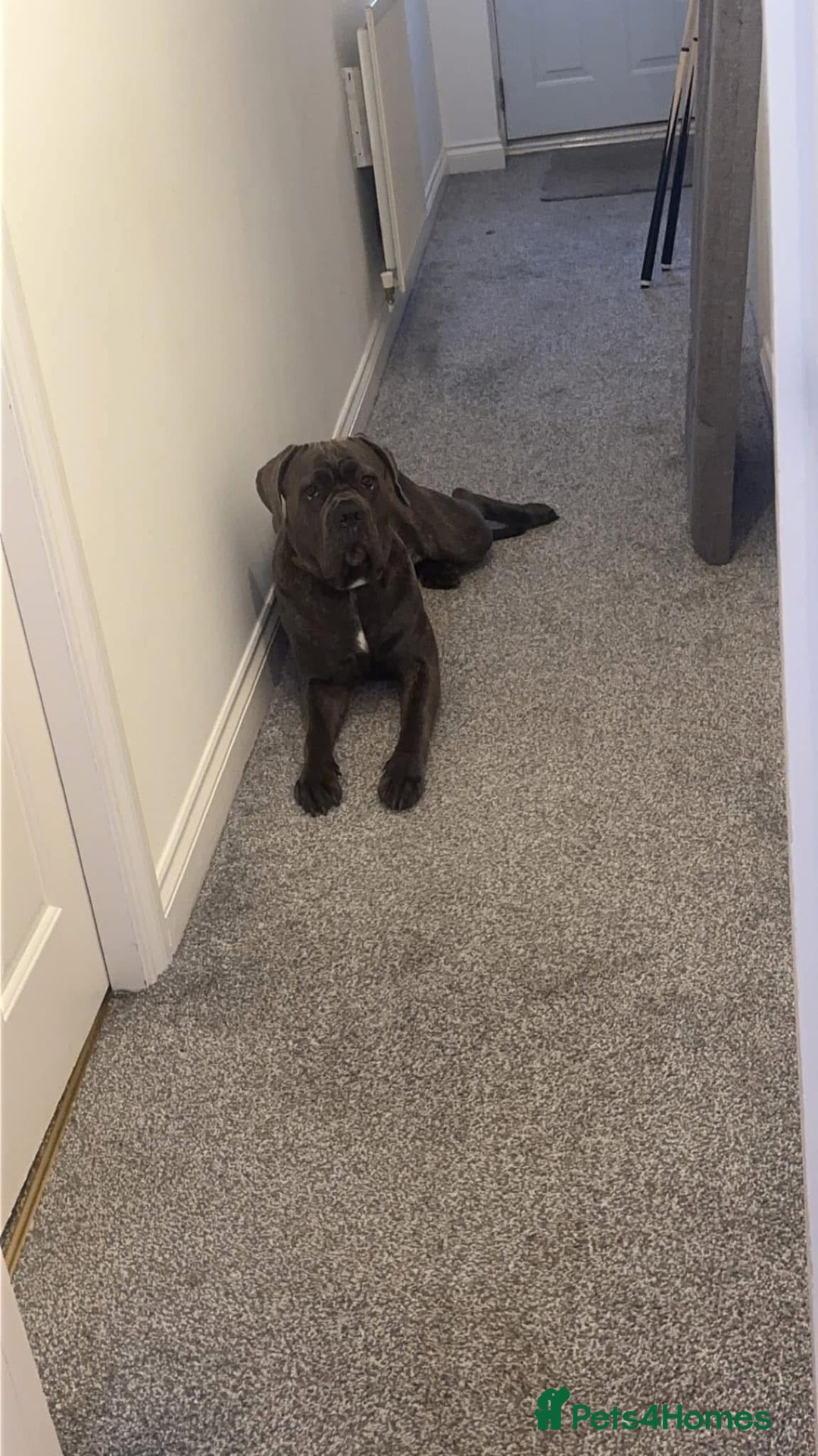 Cane Corso dogs for sale: Bella  - Advert 2