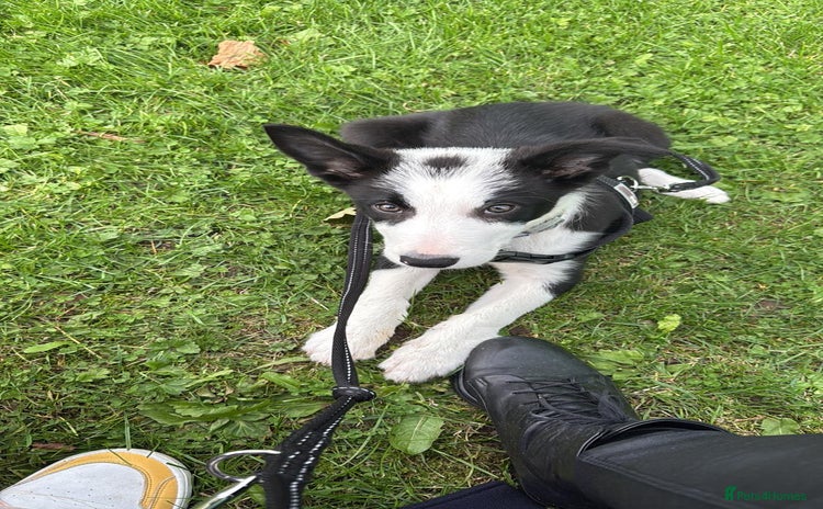 Border Collie dogs - Advert 3