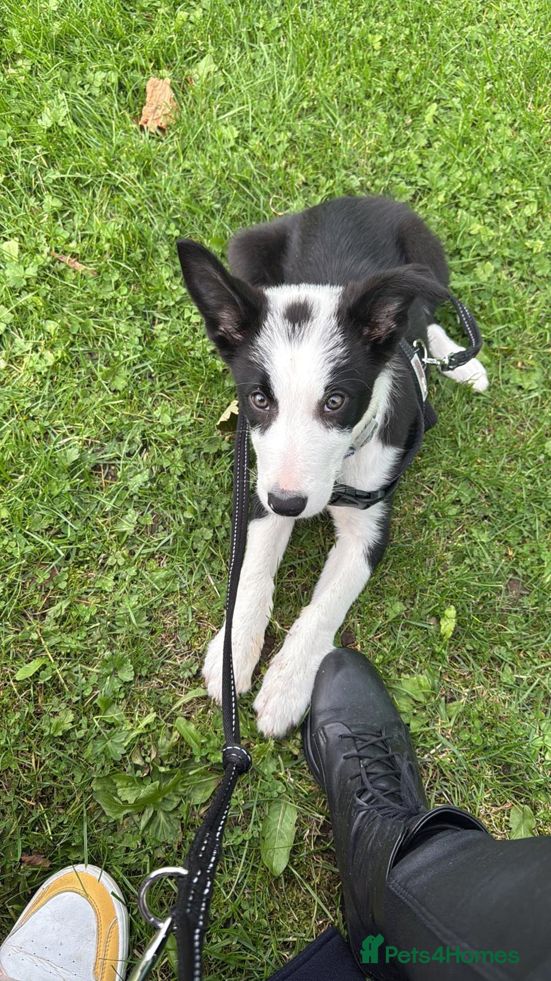 Border Collie dogs for sale: Border Collie for sale - Image 1