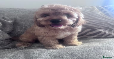 Cavapoo dogs - Advert 7