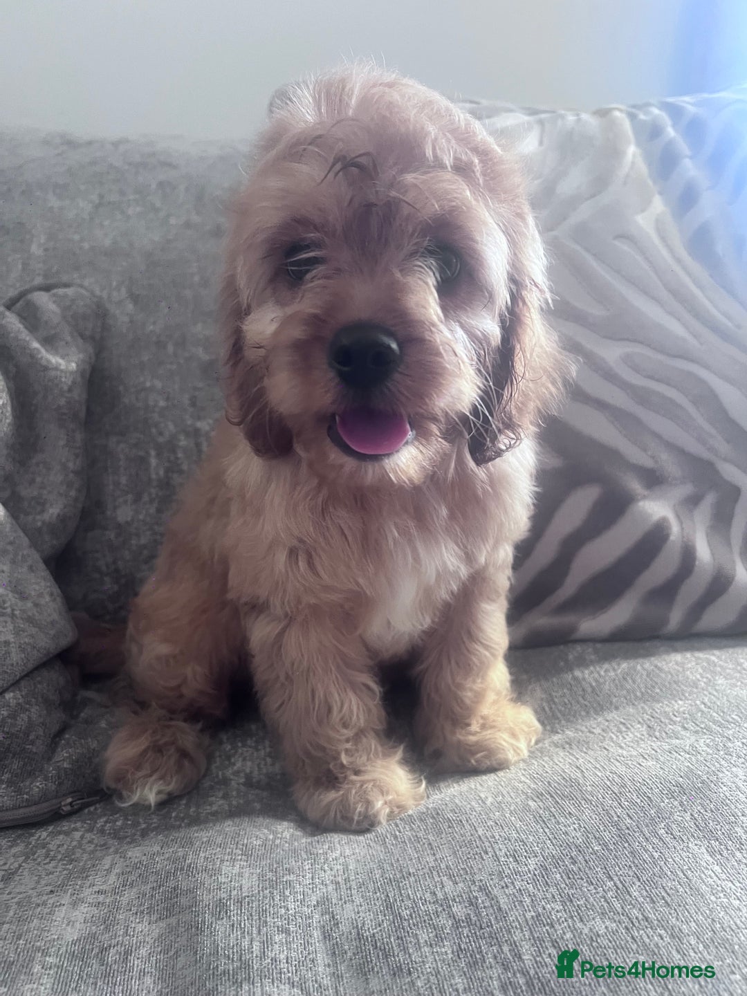 Cavapoo dogs for sale: Last beautiful boy health checked 🥰 - Image 3