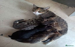 Bengal cats for sale: Bengal Torbie mix kittens, 1 female, 2 male - Image 3