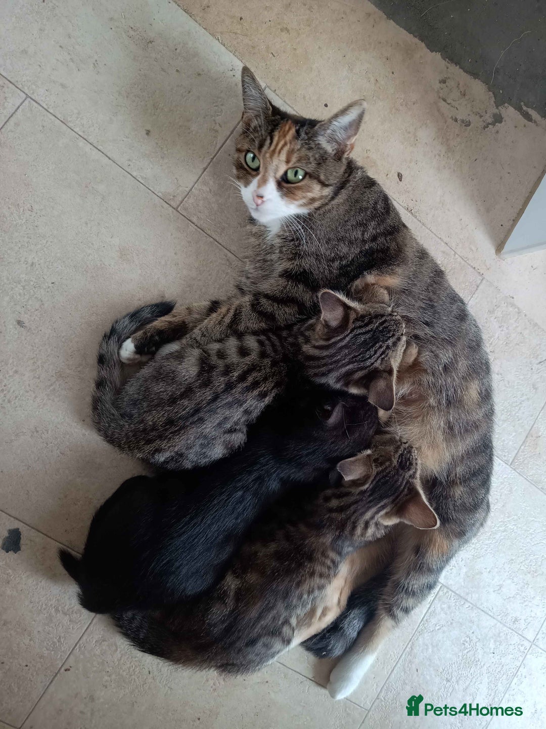 Bengal cats for sale: Bengal Torbie mix kittens, 1 female, 2 male - Image 3