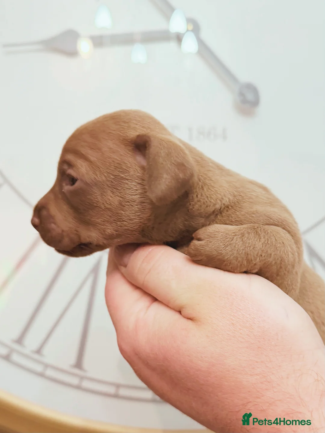 Chiweenie dogs for sale: 3 beautiful baby Chiweenie girls ready early March - Advert 30