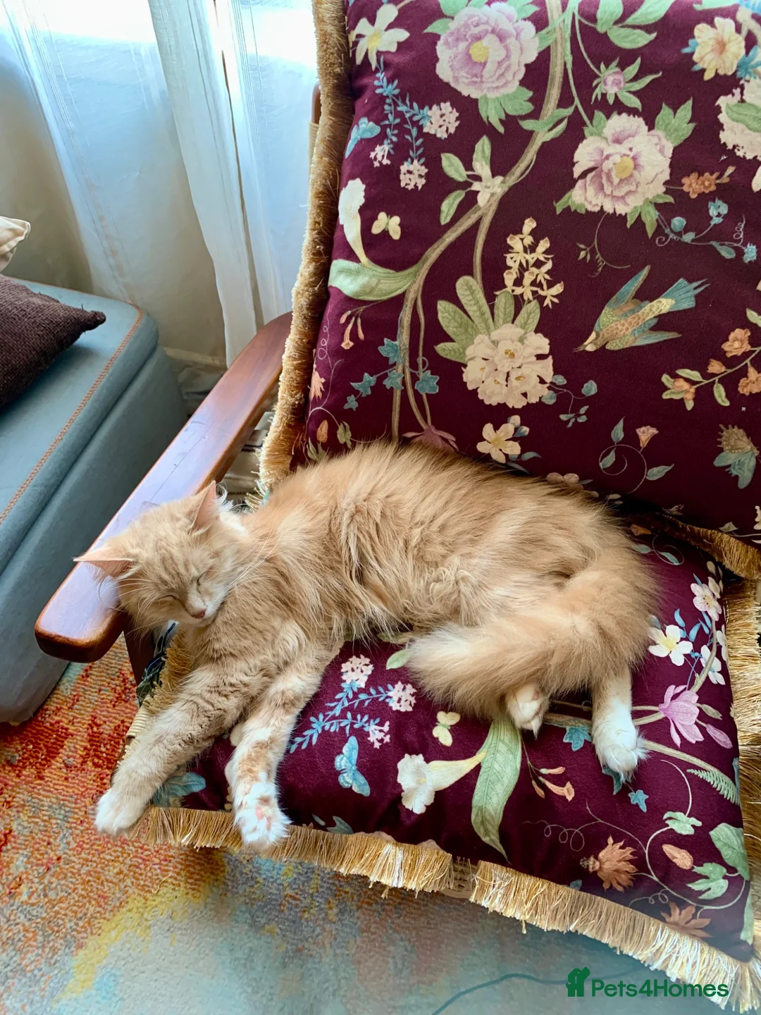 Mixed Breed cats for sale: Kittens Seeking Forever Homes! - Advert 2