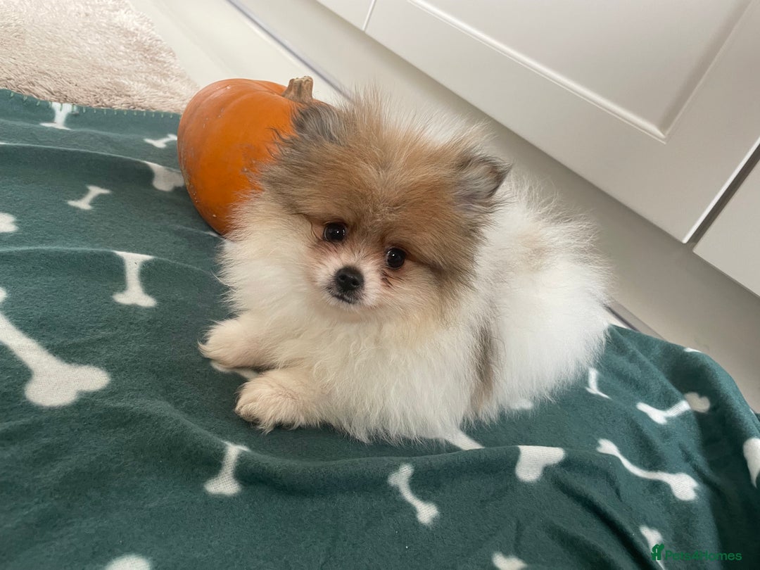 Pomeranian dogs for sale: Fluffy Pomeranian puppies - Image 12
