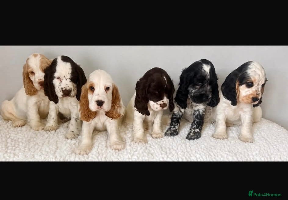Cocker Spaniel dogs Stunning Litter of 8 show cocker spaniels  - Advert 4