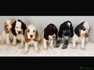 Cocker Spaniel dogs Stunning Litter of 8 show cocker spaniels - Advert 4