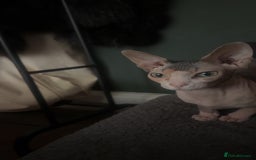 Sphynx cats for sale: Beautiful sphinx kittens  - Image 5