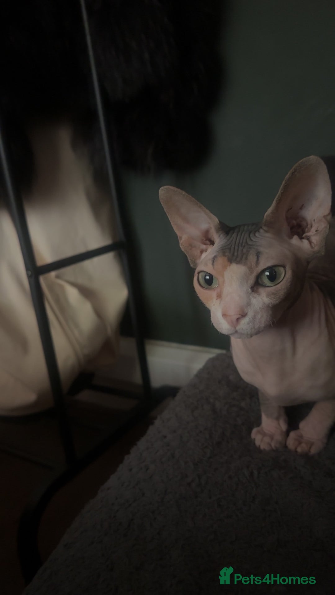 Sphynx cats for sale: Beautiful sphinx kittens  - Image 5