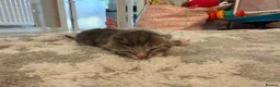 British Shorthair cats for sale: PLEASE READ ADVERT LAST TWO FEMALE KITTEN’S LEFT  - Advert 31