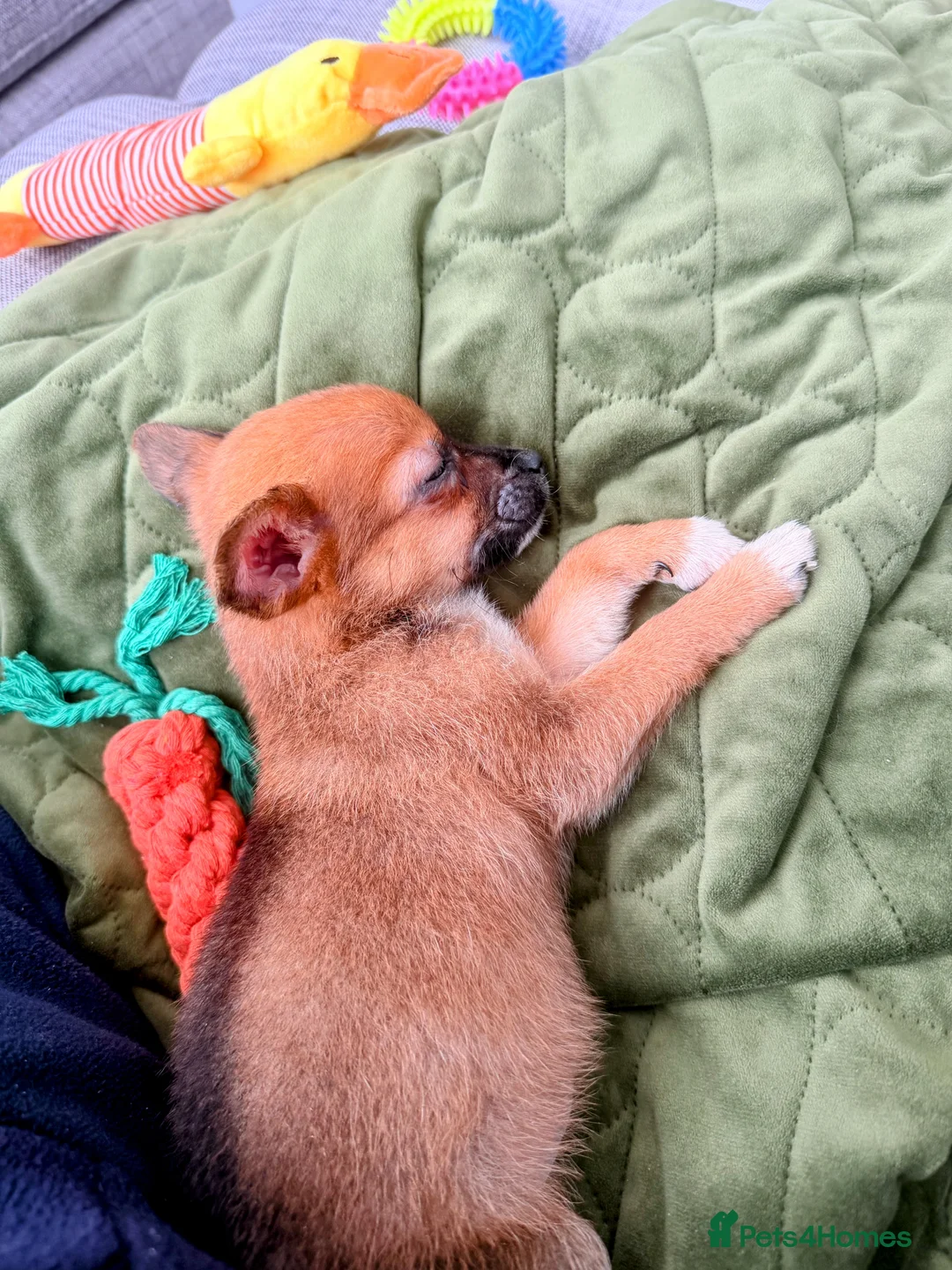 Pomchi dogs for sale: Pomchi Puppy – Urgent Loving Home Needed - Advert 2