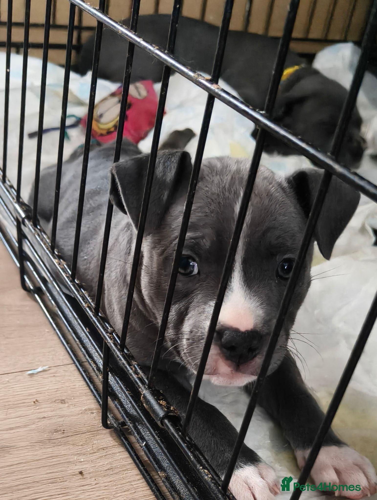 Staffordshire Bull Terrier dogs Blue Staffordshire bull terrier puppies 🐶🐕🐾 - Advert 8