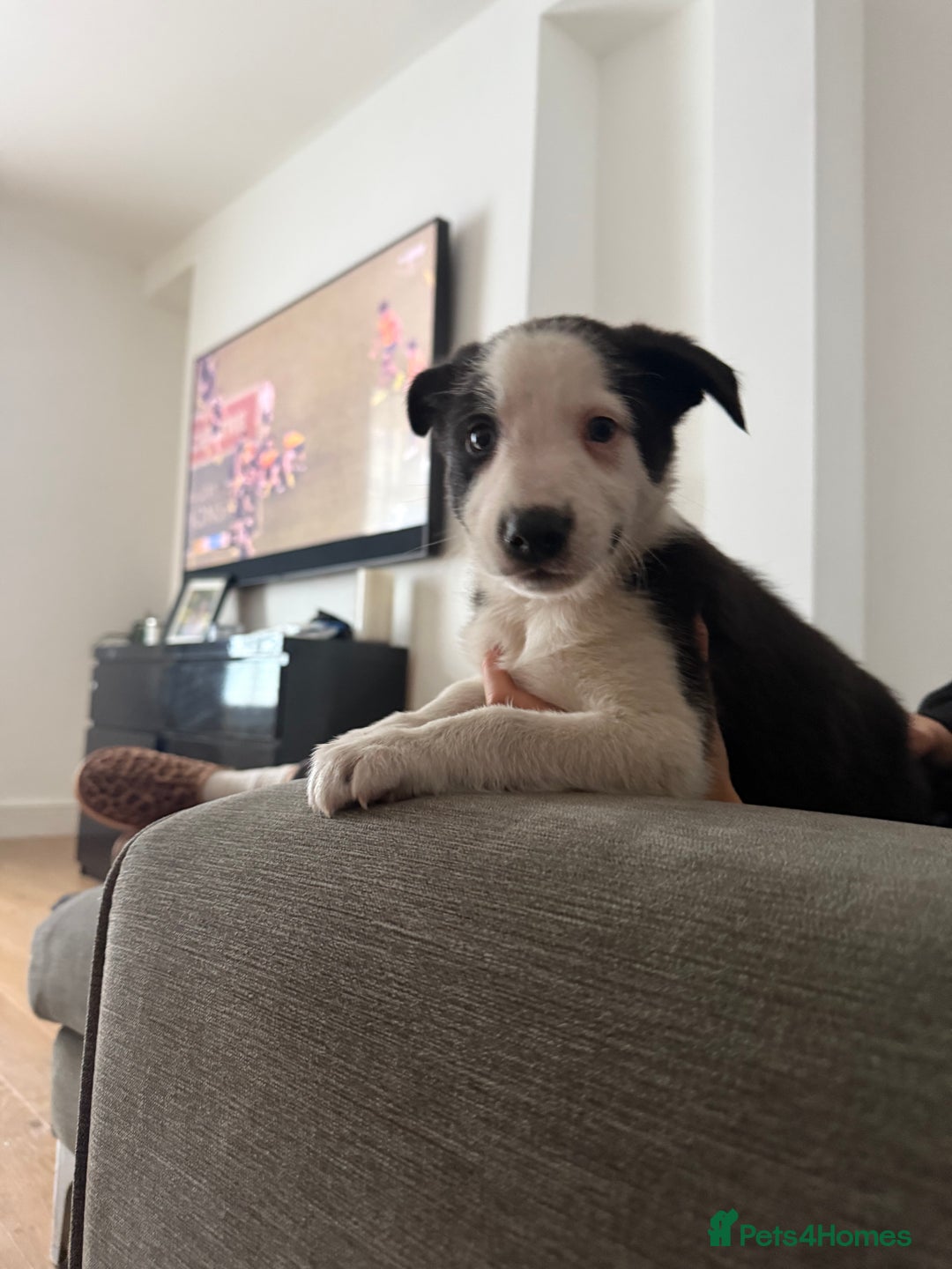 Border Collie dogs for sale: Beautiful sheepdog pups - Image 9