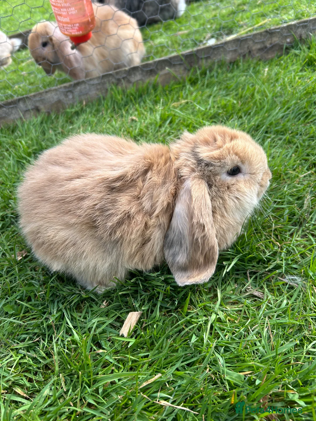 Mini Lop rabbits for sale: 3 beautiful mini lops  - Advert 6