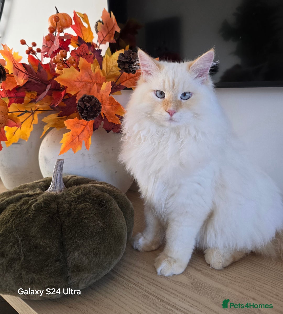 Siberian cats for sale: Adorable flame point Neva Masquerade Siberian boy - Image 2