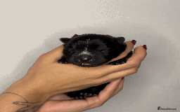 Mixed Breed dogs for sale: chowski / chow chow  - Advert 8