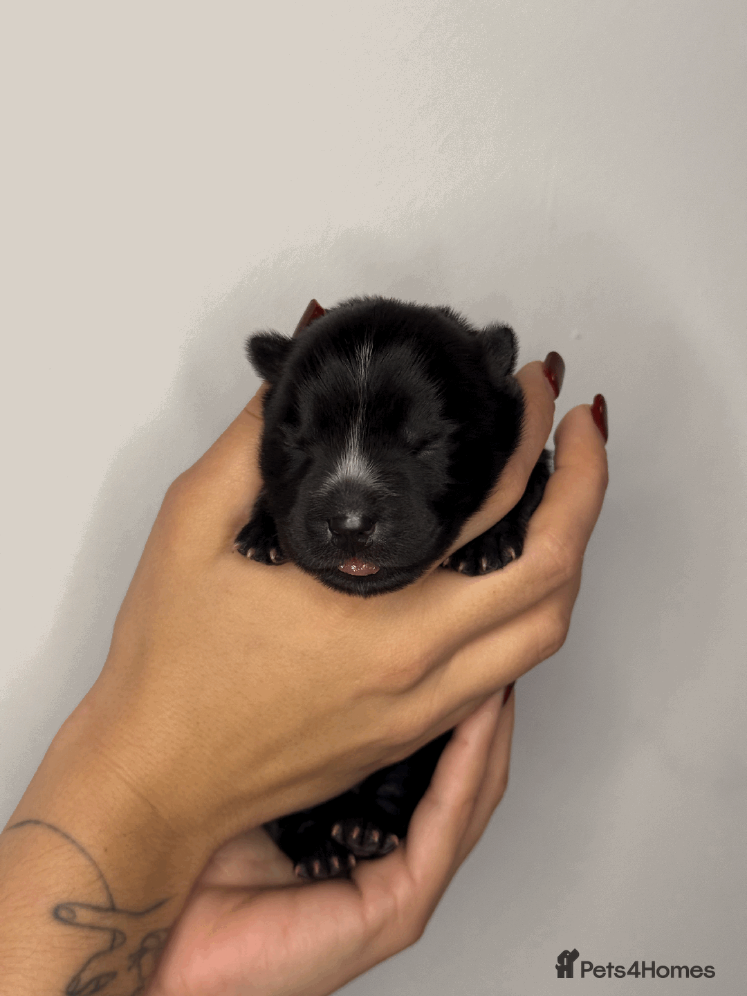 Mixed Breed dogs for sale: chowski / chow chow  - Advert 8