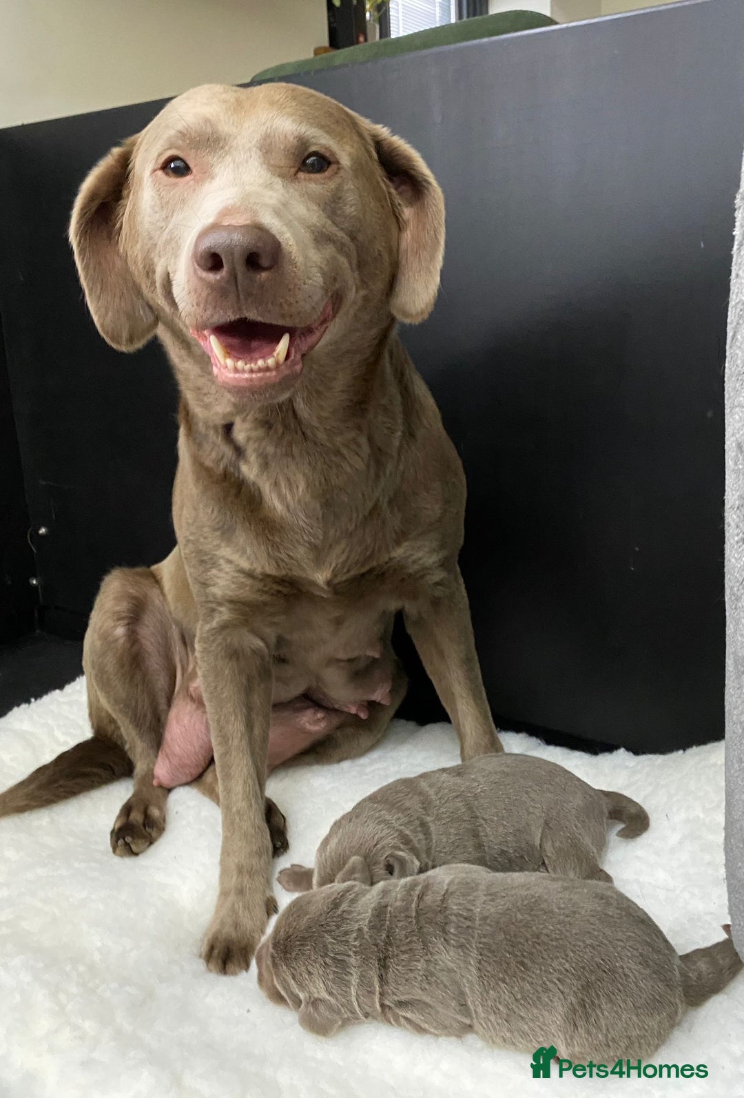 Labrador Retriever dogs for sale:  Ready for collection from today 🩶💚🩶   - Image 19