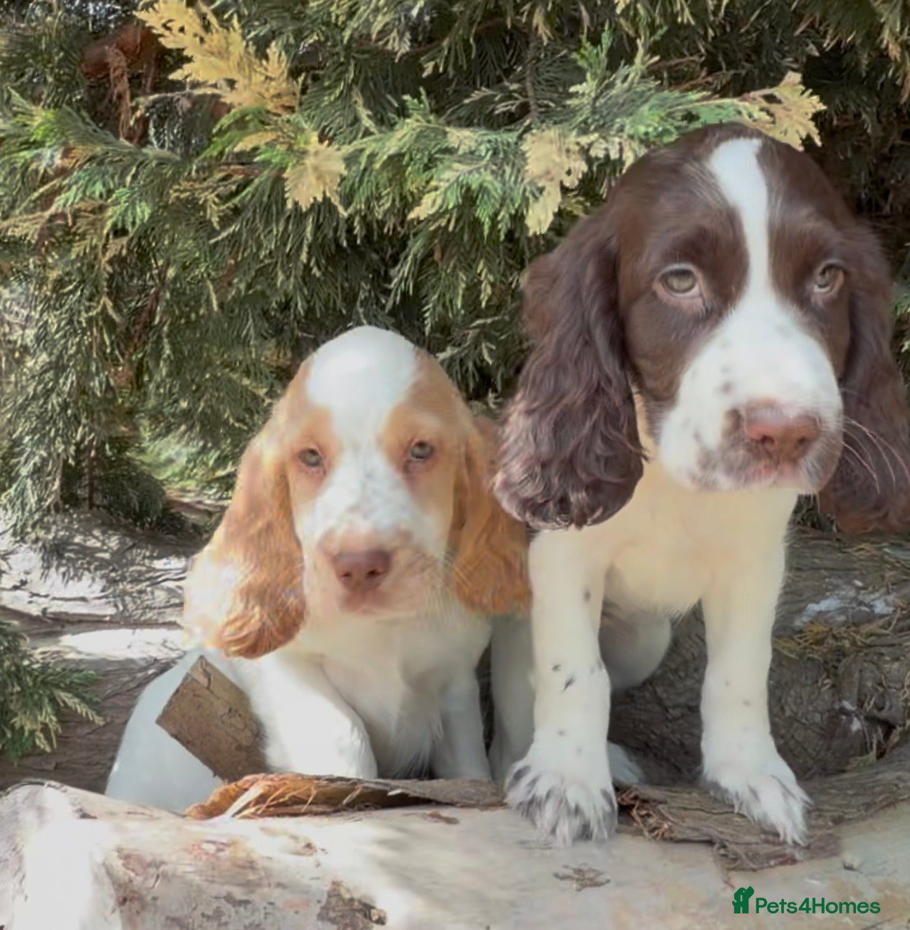 Cocker Spaniel dogs Stunning working cocker spaniel puppies  - Advert 1