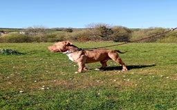 American Bully dogs for sale: Super chunky pocket bullies Ready to leave! - Image 5