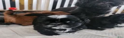 Shih Tzu dogs for sale: Shih tzu puppies imperial line  - Advert 4