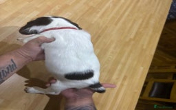 English Springer Spaniel dogs for sale: 🐾 Pedigree English Springer Spaniel Puppies 🐾 - Image 8