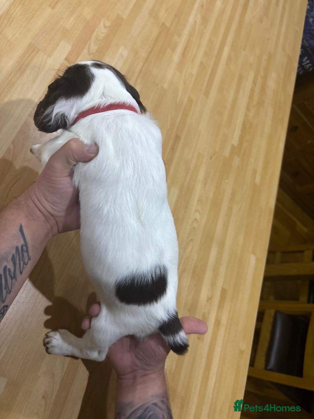 English Springer Spaniel dogs for sale: 🐾 Pedigree English Springer Spaniel Puppies 🐾 - Image 8