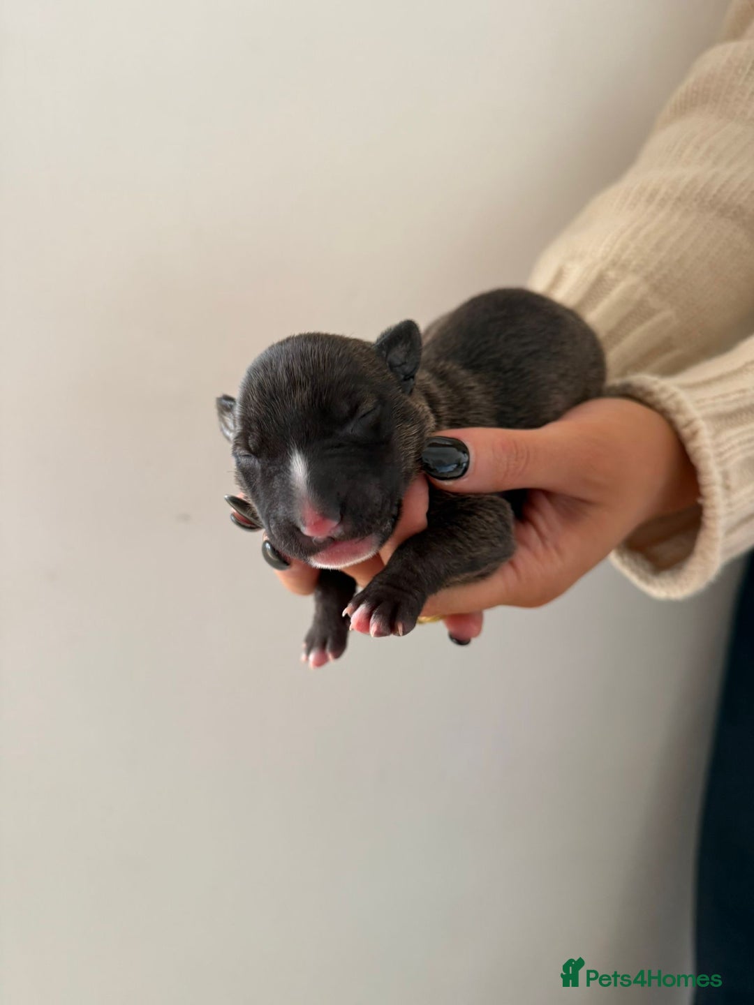 English Bull Terrier dogs for sale: Champion line EBT Puppies - Image 12