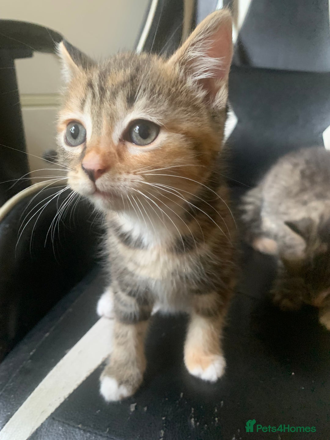 Mixed Breed cats for sale: Two gorgeous kittens for sale. - Image 5