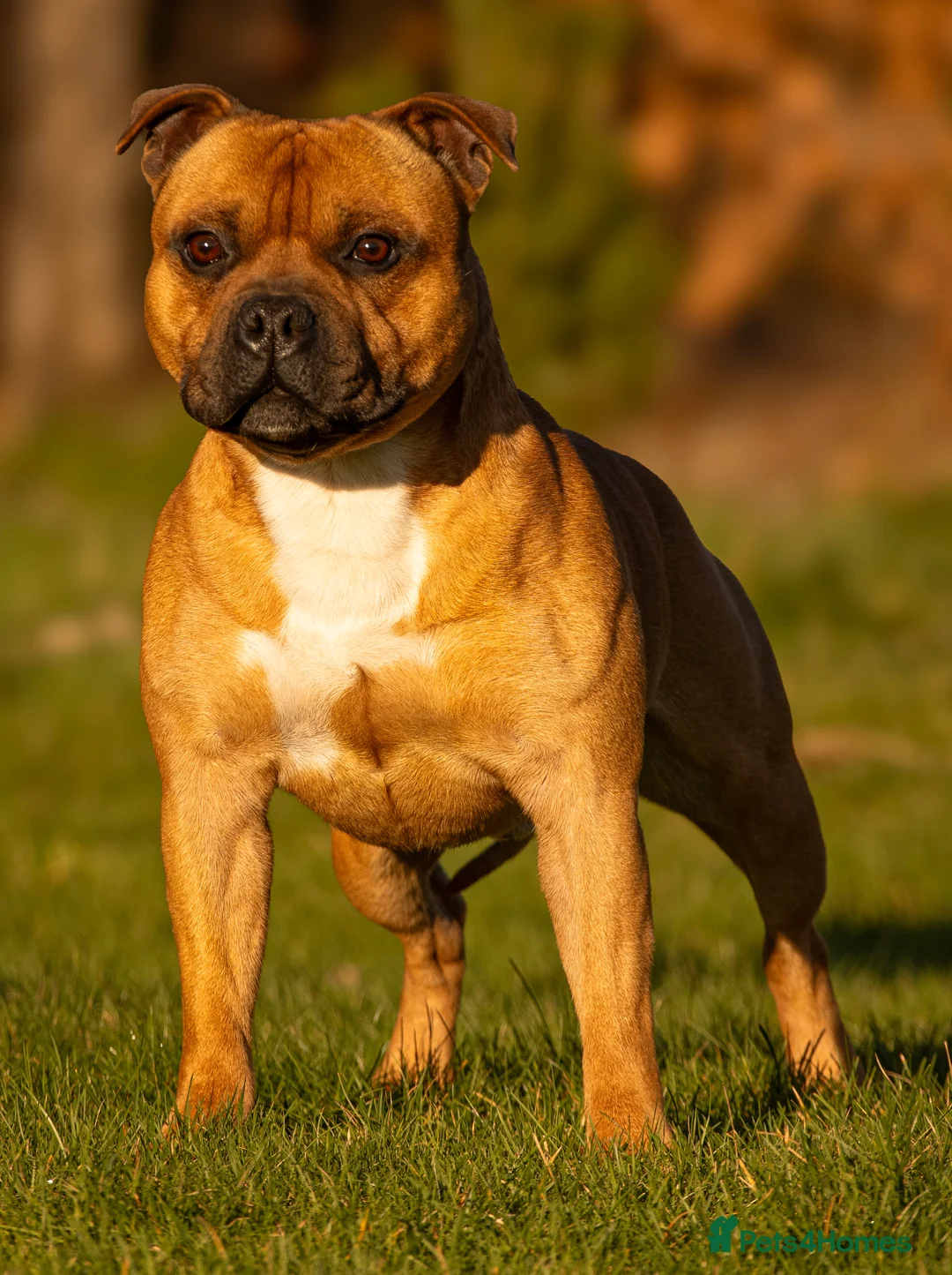 Staffordshire Bull Terrier dogs for stud: 🥨 Crufts Qualified Red SBT Stud 🥨 - Advert 2