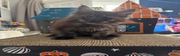Maine Coon cats for sale: Beautiful mc kittens great personalities - Advert 7