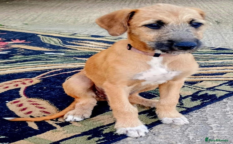 Lurcher dogs - Advert 1