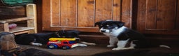 Border Collie dogs for sale: Welsh Collie puppies - Advert 3
