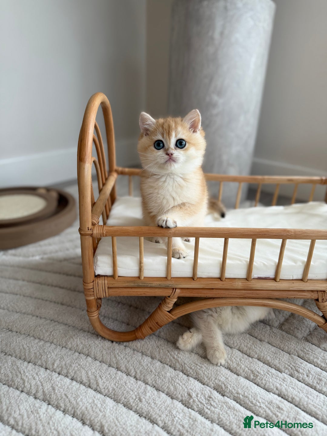 British Shorthair cats for sale: Golden British shorthair kittens - Advert 21