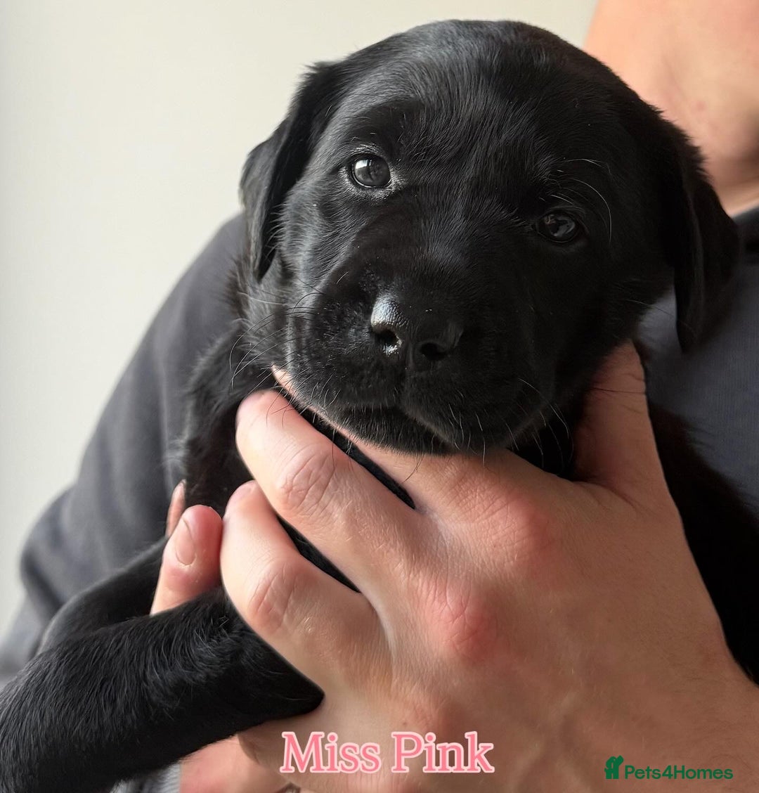 Labrador Retriever dogs for sale: 5* breeder🐾beautiful glossy black puppies ❤️  - Image 35