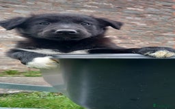 Border Collie dogs for sale: 7 adorable puppies available NOW - Image 2