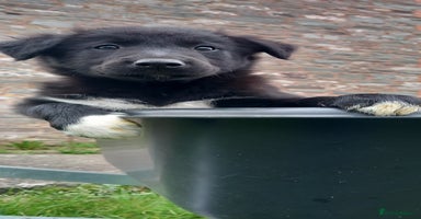 Border Collie dogs - Advert 3