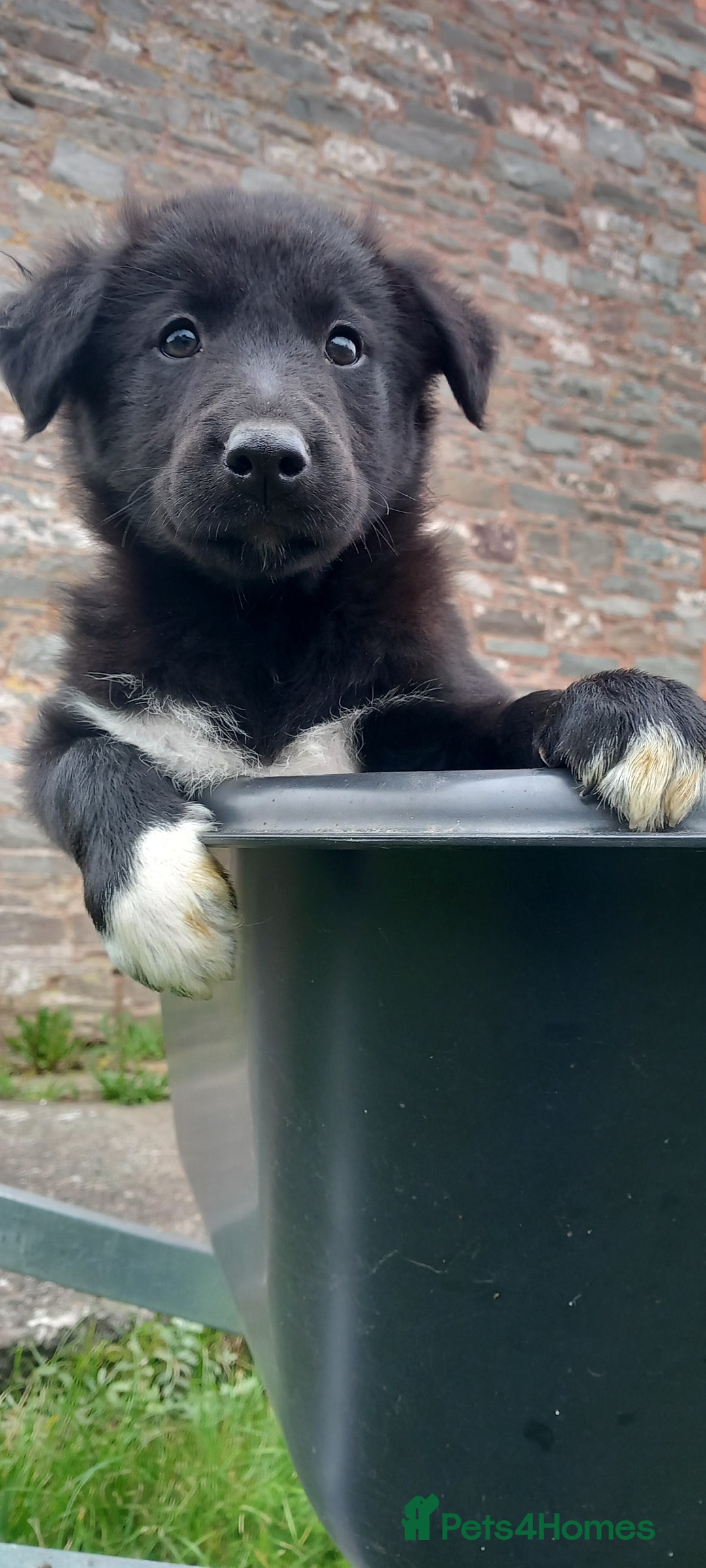 Border Collie dogs for sale: 7 adorable puppies available NOW - Image 2