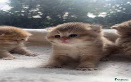 British Shorthair cats for sale: TICA Reg Beautiful Golden & Golden Tabby Bsh  - Image 5